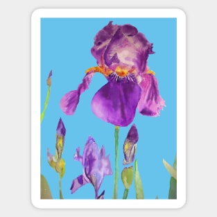 Iris Watercolor Painting - Elegant Purple on Blue Sticker